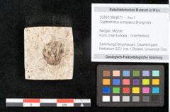 Foto (Objekt + Etikett) von Glyptostrobus europaeus Brongniarti (NHMW-GEO-2024-0188-8071)
